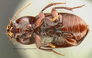Media type: image;   Entomology 7386 Aspect: habitus ventral view